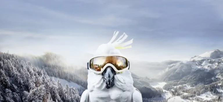 VAYA Earlybird Winter