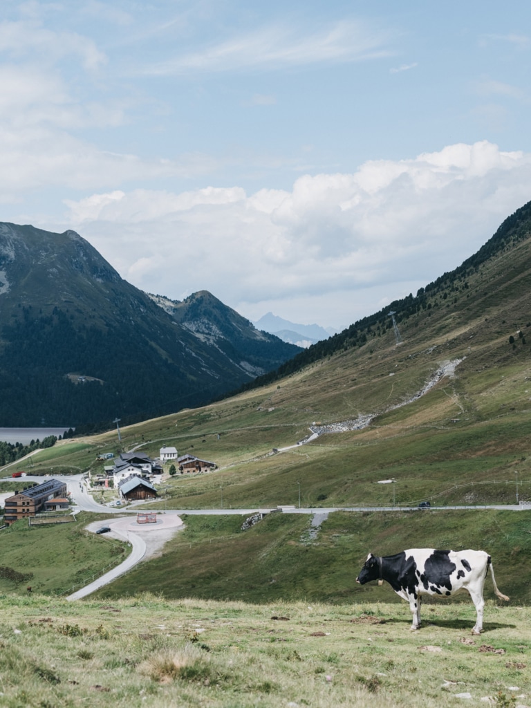 VAYA Kühtai Sommer Umgebung mit Kuh VAYA Kühtai Sommer Umgebung mit Kuh